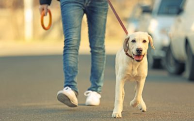 Pet Friendly DC
