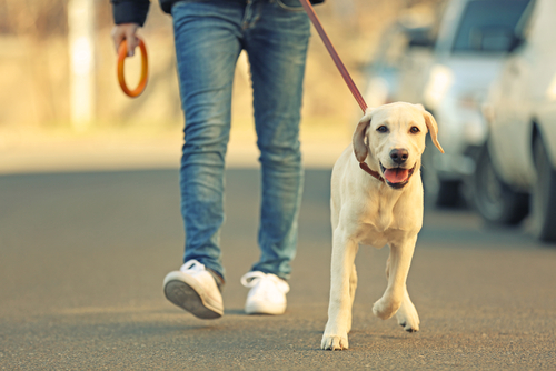 Pet Friendly DC